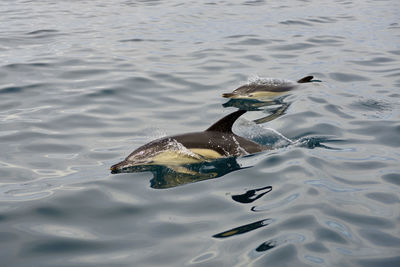 High angle view of birds swimming in lake