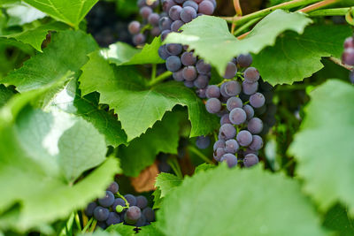 Close-up of grapes growing in vineyard