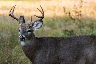 Deer in a field