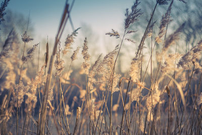 Close-up of wheat growing on field