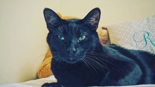 Close-up portrait of cat sitting on bed at home