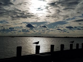 Rear view of silhouette man on beach against sky