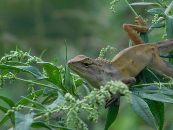 Close-up of a lizard