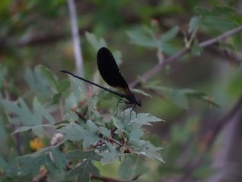 Close-up of insect on plant