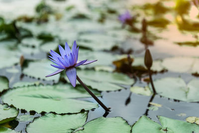 Close-up of purple flower blooming outdoors