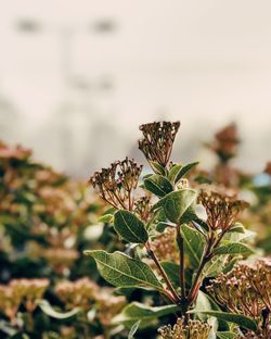 Close-up of insect on plant