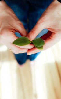 Close-up of woman hand holding green plant