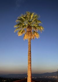 Low angle view of coconut palm tree against clear blue sky