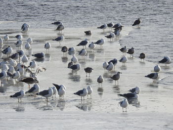 Flock of seagulls perching on lake