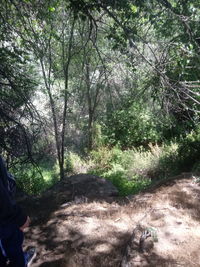 Trees growing in forest