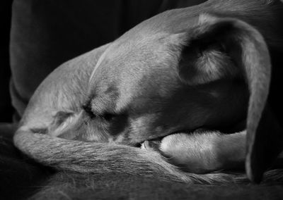 Close-up of dog sleeping at home