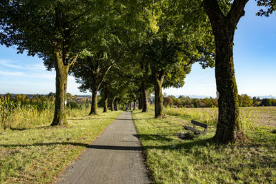 Lime tree alley in the city of ebersberg, bavaria heldenallee zur ludwigshöhe