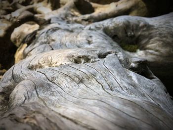 Full frame shot of tree trunk