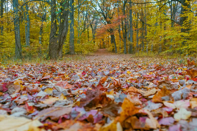 Autumn leaves fallen in park