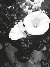 High angle view of white flowering plant