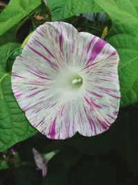 Close-up of pink flower