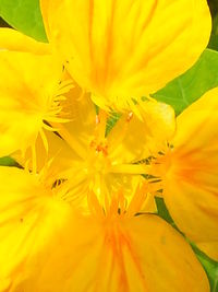 Close-up of yellow day lily blooming outdoors