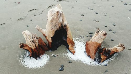 High angle view of wood on beach