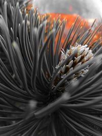 Close-up of flowering plant