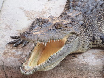 Close-up of a reptile