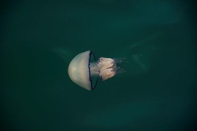 Close-up of fish swimming in water