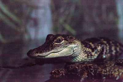 Close-up of a lizard