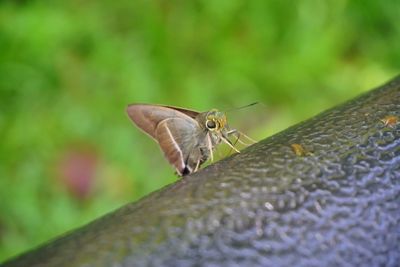 Close-up of butterfly on leaf