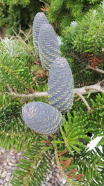 Close-up of leaves