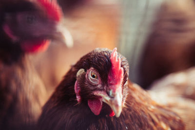 Close-up of chicken bird