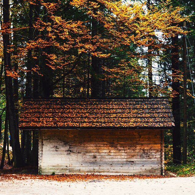 tree, built structure, autumn, building exterior, growth, architecture, park - man made space, branch, change, tranquility, nature, bench, season, outdoors, tree trunk, house, day, no people, wood - material, park