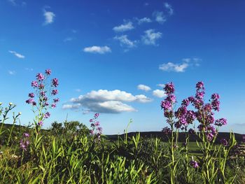 Low angle view of flowering plants on field against sky