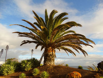 Palm trees against sky