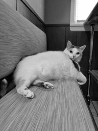 Portrait of cat sitting on bench