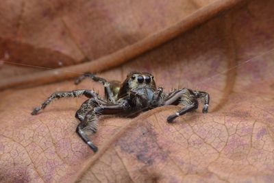 Close-up of spider on wood