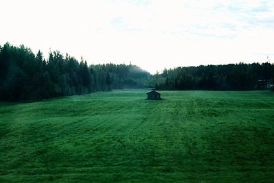 Trees on grassy field