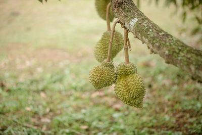 Close-up of fruits hanging on tree