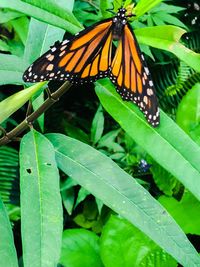 Close-up of butterfly on plant