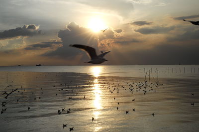 Flock of birds flying over sea against sky