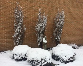 Snow covered tree by wall
