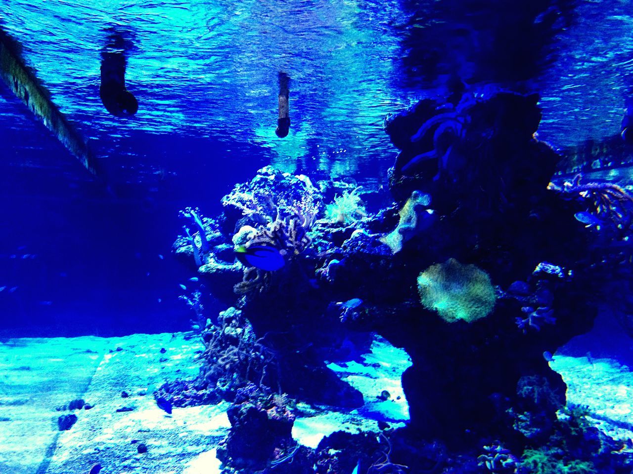 underwater, water, blue, undersea, swimming, sea life, sea, animal themes, beauty in nature, nature, rock - object, animals in the wild, fish, wildlife, school of fish, coral, aquarium, high angle view, rock formation