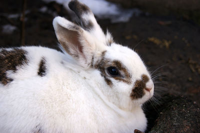 Close-up of rabbit