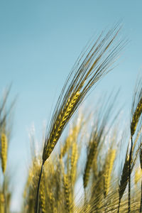 Close-up of wheat growing on field against sky