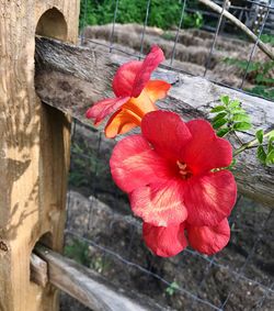 Close-up of red flowering plant by fence