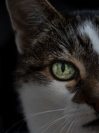 Close-up portrait of a cat