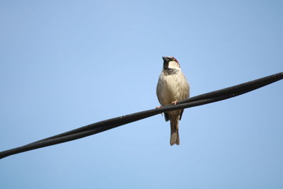 Low angle view of bird perching on cable against clear sky