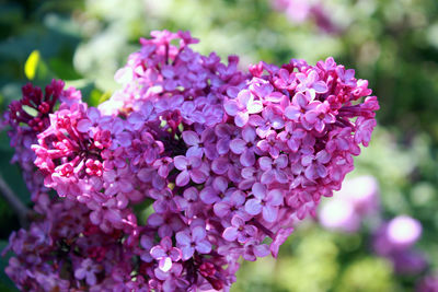 Close-up of pink flowers blooming outdoors