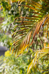 Close-up of fresh green plant