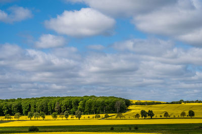 Landscape and rapeseed fields at manor house aakjær
