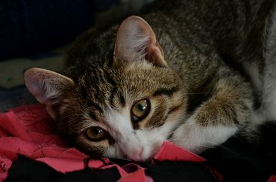 Close-up portrait of cat relaxing on floor