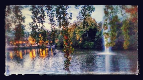 Reflection of trees in water